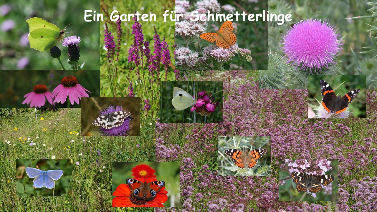 Schmetterlinge: Farbtupfer im Garten