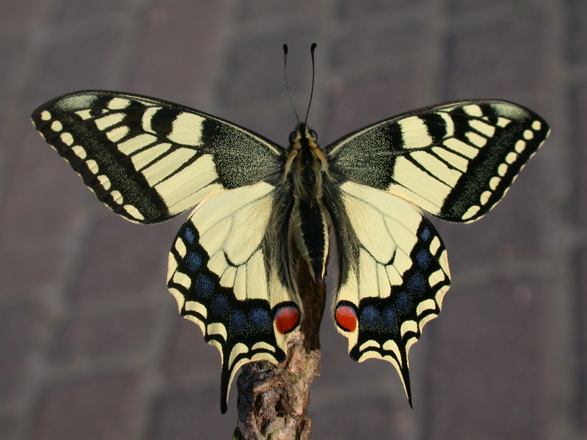 lebenszyklus-schwalbenschwanz-papilio-machaon